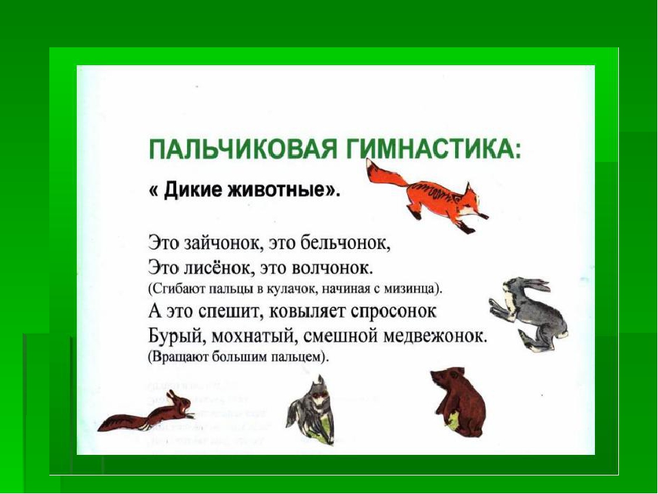 ДИКИЕ ЖИВОТНЫЕ ДИКИЕ ЖИВОТНЫЕ