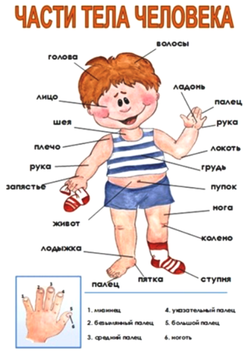 ЧАСТИ ТЕЛА ЧАСТИ ТЕЛА