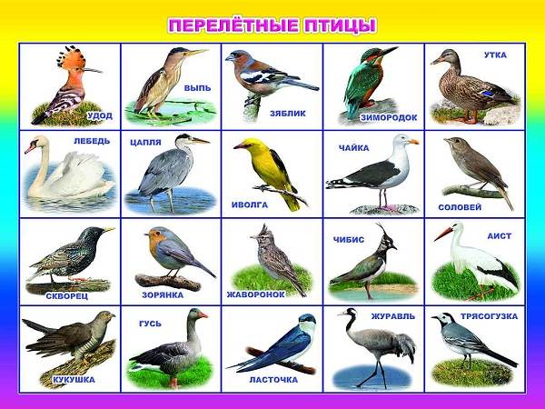 ПЕРЕЛЕТНЫЕ ПТИЦЫ